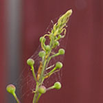Red Bird Buds