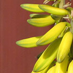 Aloe Flowers