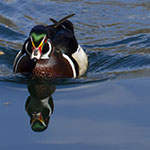 Wood Duck