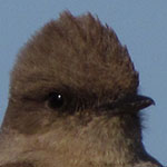 Say's Phoebe