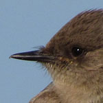 Say's Phoebe