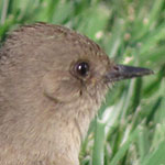 Say's Phoebe