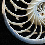 Nautilus Section