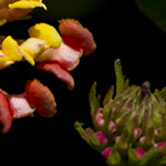 Lantana