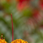 Red Bird