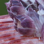 Scallop Shell with Barnacles