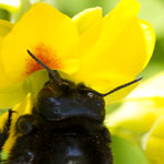 Carpenter Bee