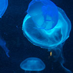 Moon Jellyfish