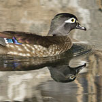 Wood Ducks